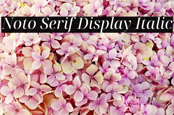 Noto Serif Display Italic Font examples