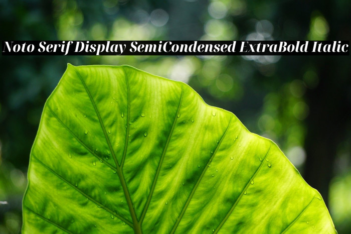 Noto Serif Display SemiCondensed ExtraBold Italic Font examples