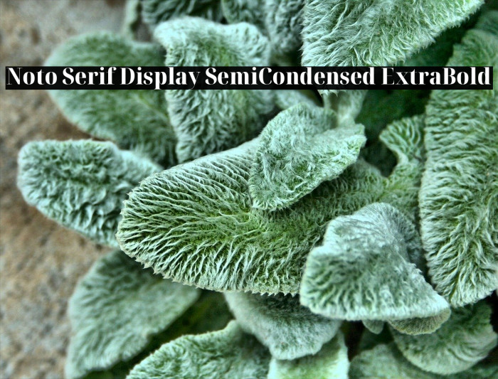 Noto Serif Display SemiCondensed ExtraBold Font examples