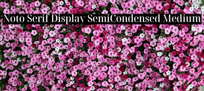 Noto Serif Display SemiCondensed Medium Font examples