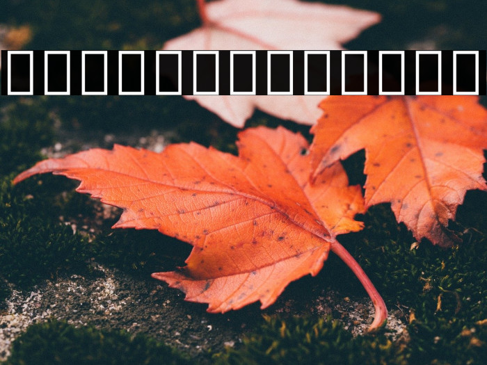 Noto Serif Ethiopic Condensed ExtraBold Example 2