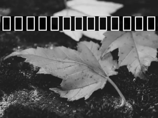 Noto Serif Ethiopic Condensed ExtraBold Font examples