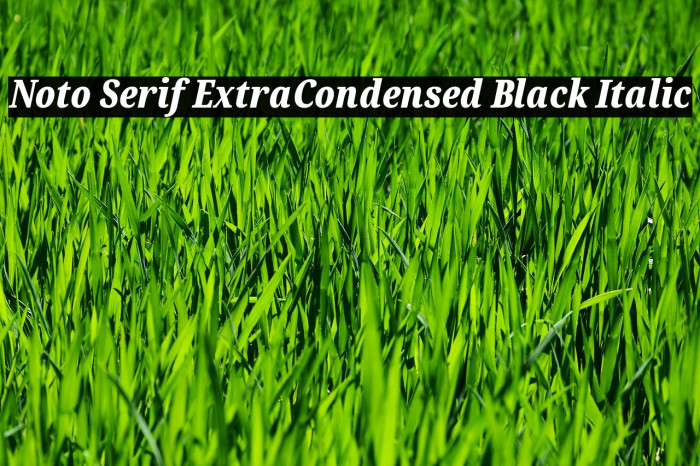 Noto Serif ExtraCondensed Black Italic Font examples