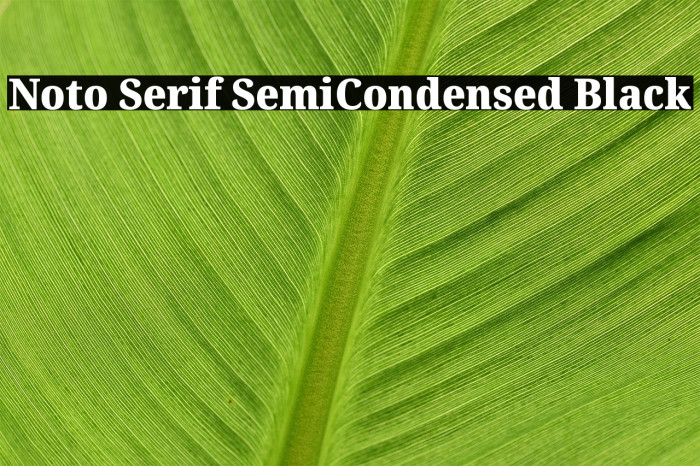 Noto Serif SemiCondensed Black Font examples