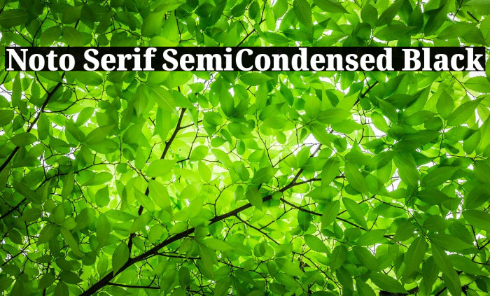 Noto Serif SemiCondensed Black Font examples