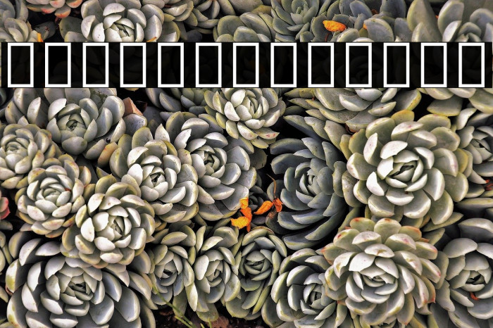 Noto Serif Tamil Thin Font examples