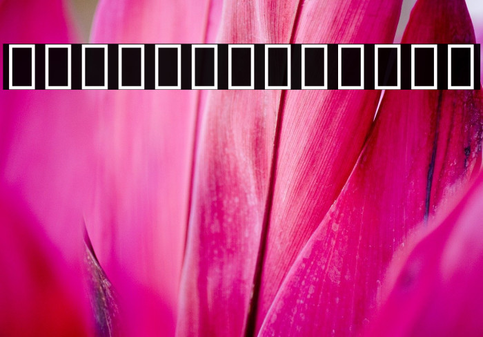 Noto Serif Thai Condensed Black Font examples
