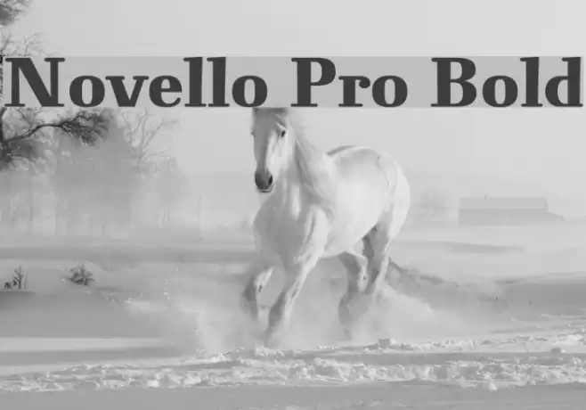 Novello Pro Bold Font examples