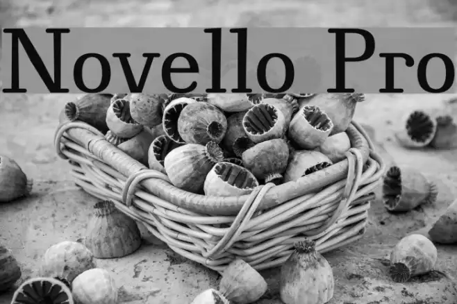 Novello Pro Example 1