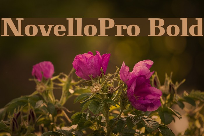 NovelloPro-Bold Font examples