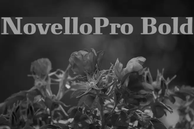NovelloPro-Bold Example 2