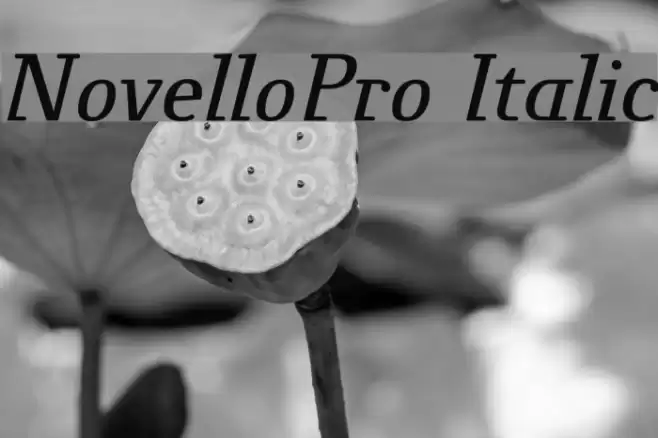 NovelloPro-Italic Font examples
