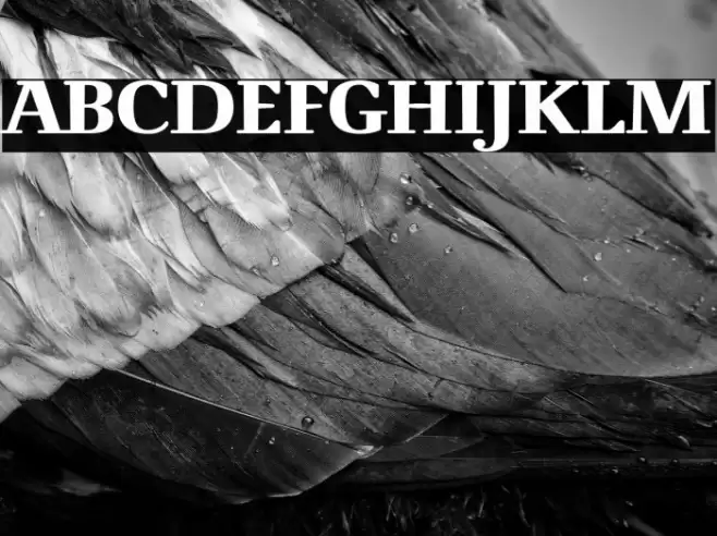 NovelloReduced-Bold Font examples