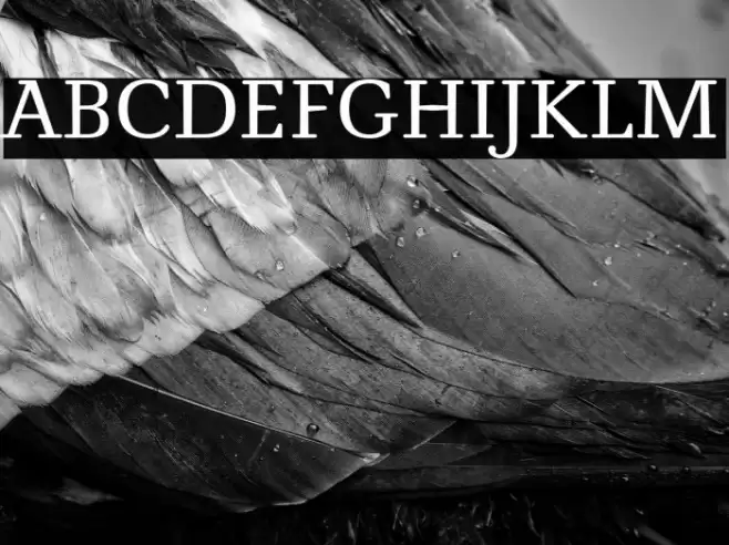 NovelloReduced Font examples