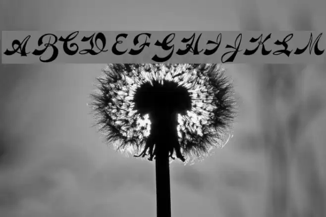 Novelty Script plain Font examples