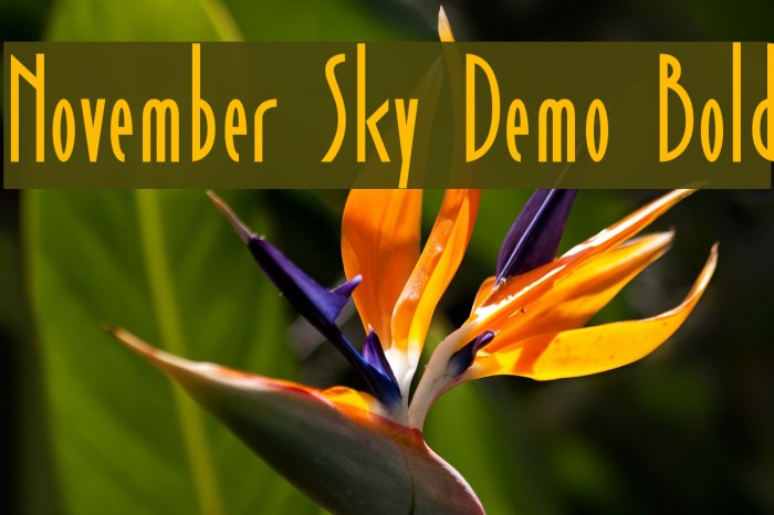 November Sky Demo Bold Font examples