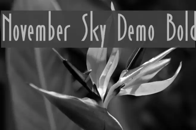 November Sky Demo Bold Fonte examples