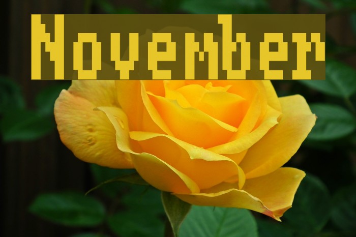November Font examples