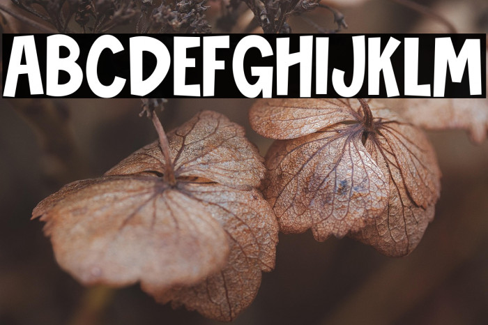 Novibes Display Example 1