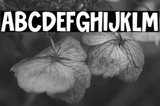 Novibes Display Font examples