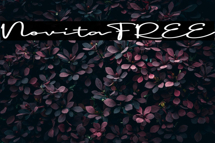 Novita FREE Example 2