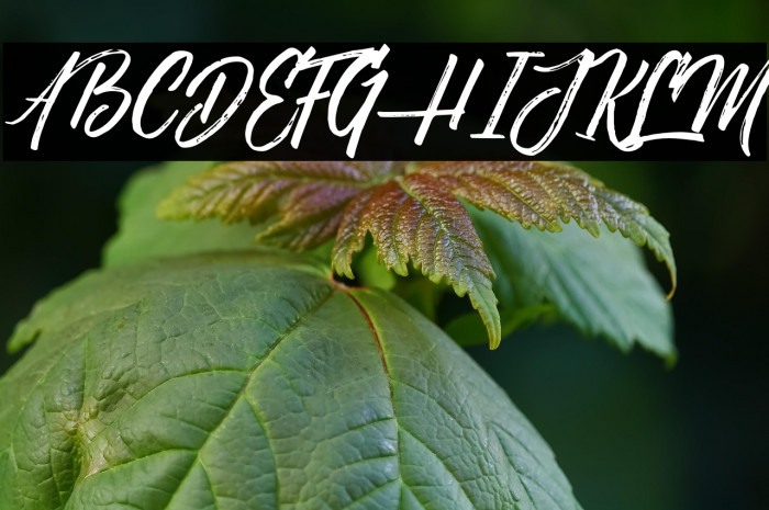 NovithaScript-Demo Example 3