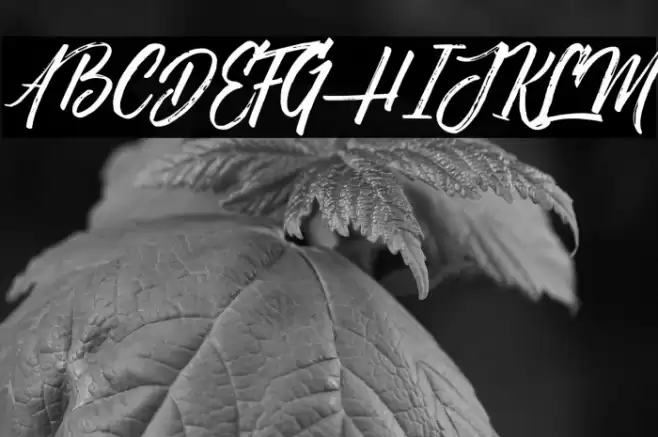 NovithaScript-Demo Font examples