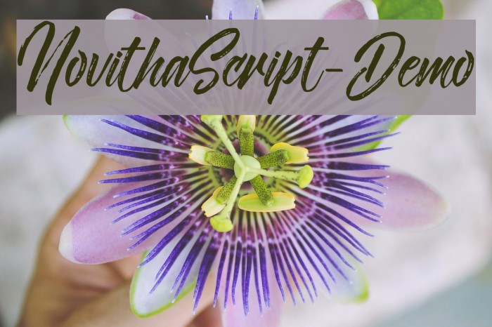 NovithaScript-Demo Font examples