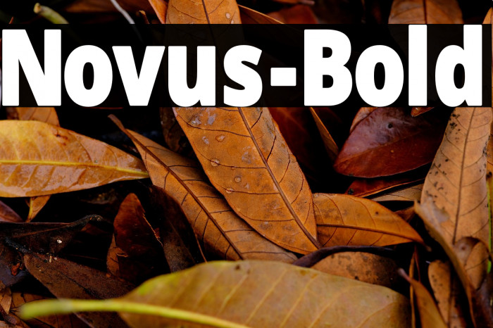 Novus-Bold Example 1