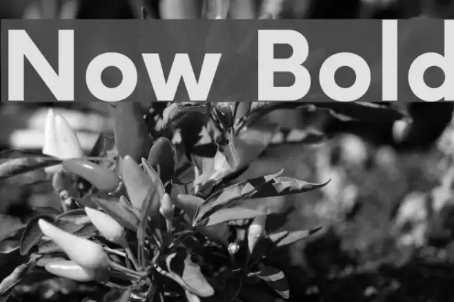 Now Bold Font examples