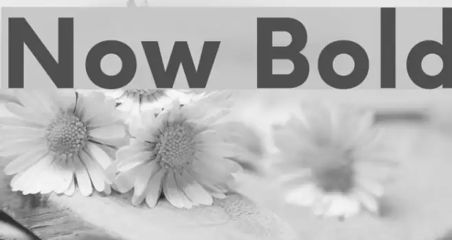 Now Bold Font examples