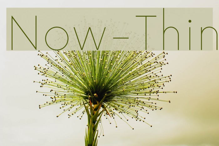 Now-Thin Font examples