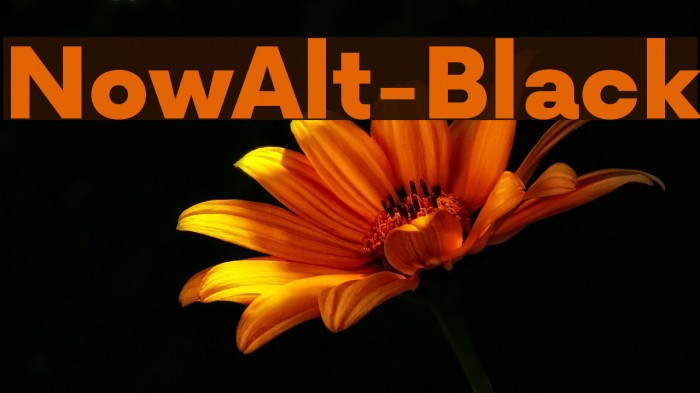 NowAlt-Black Font examples