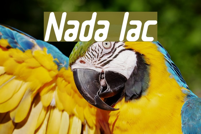 Nowadays Italic Font examples