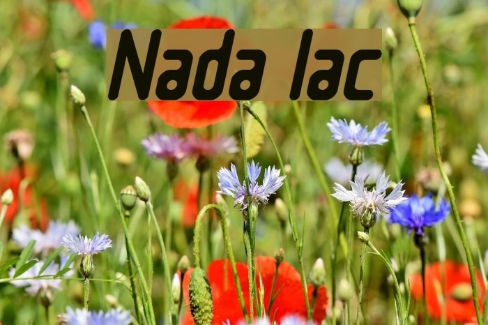 Nowadays Italic Font examples