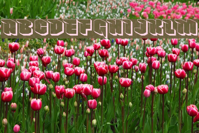 NowyGeroy4FShadow Fonte examples