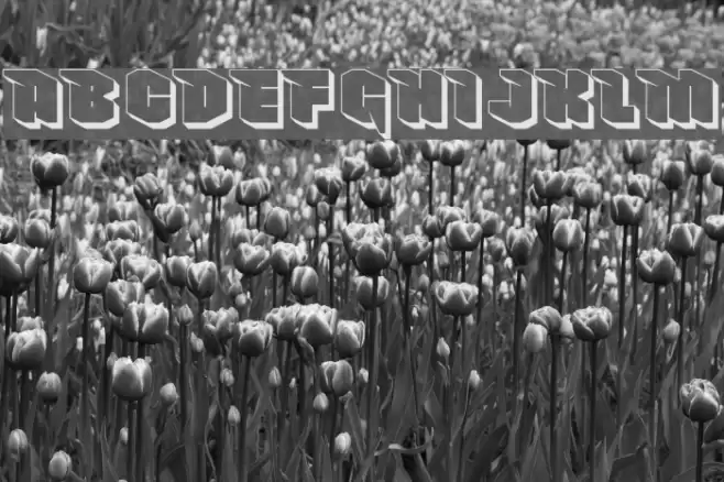 NowyGeroy4FShadow Font examples