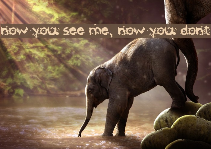 now you see me, now you dont Font examples
