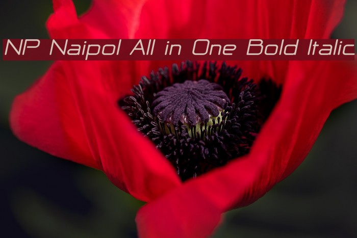NP Naipol All in One Bold Italic Caratteri examples
