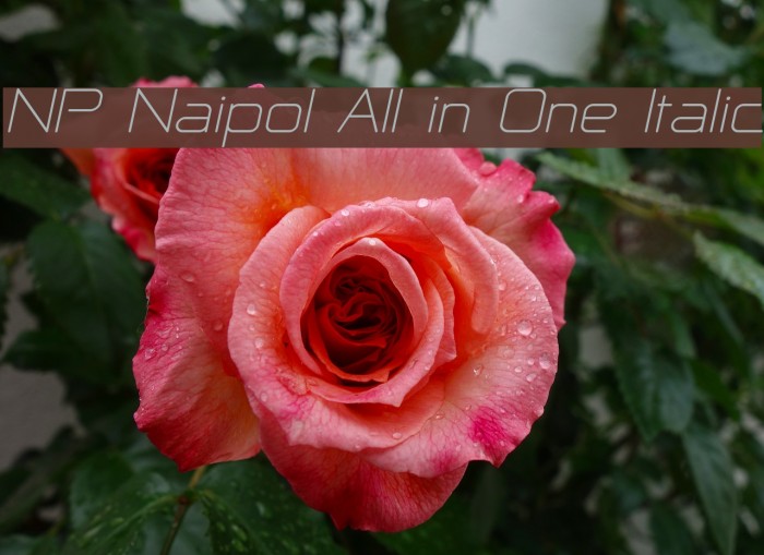 NP Naipol All in One Italic Font examples