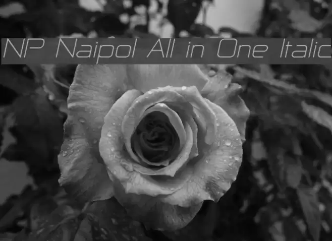 NP Naipol All in One Italic フォント examples