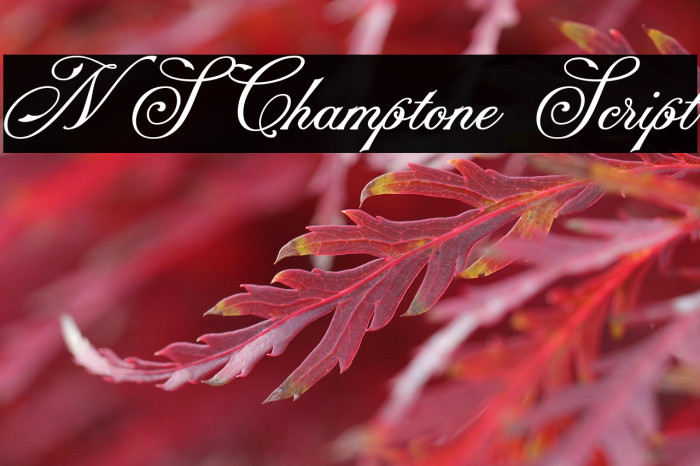 NS Champtone Script Example 2