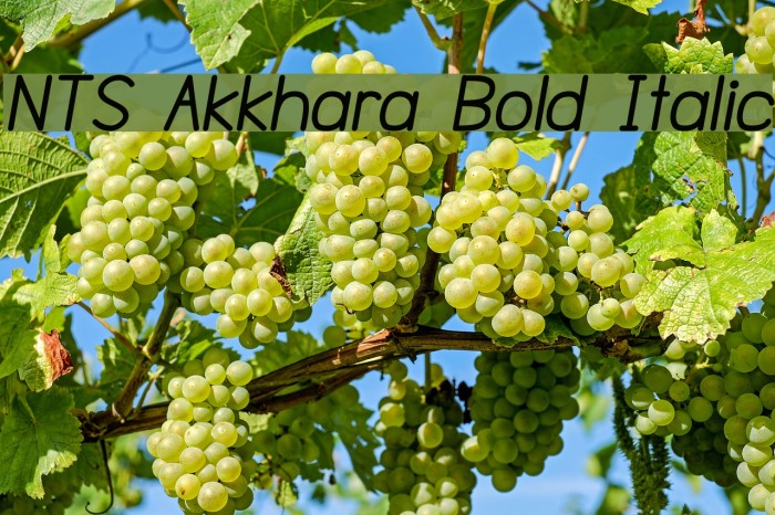 NTS Akkhara Bold Italic Font examples