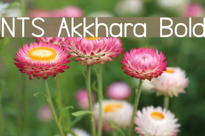NTS Akkhara Bold Font examples