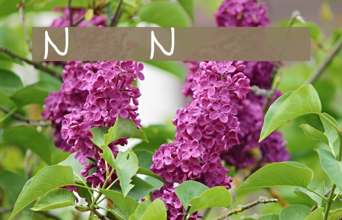 NUN Font examples