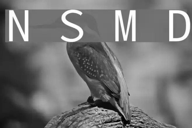 Nu Sans Mono Demo خط examples