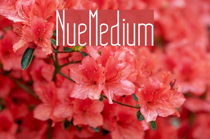 NueMedium Font examples