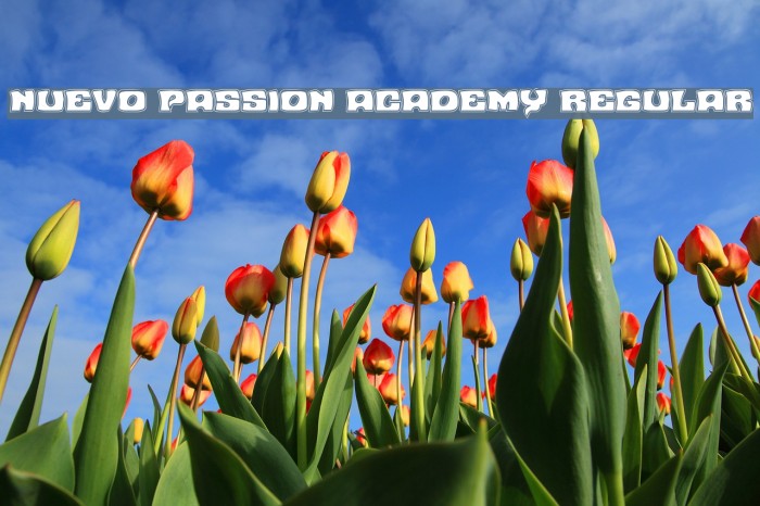Nuevo Passion Academy Regular Example 1