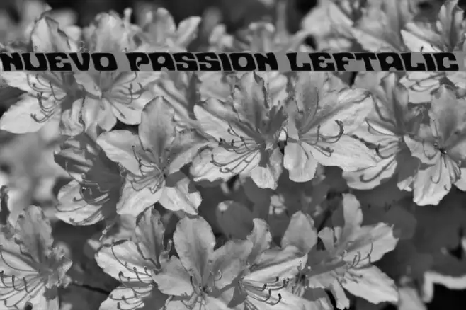 Nuevo Passion Leftalic Example 3