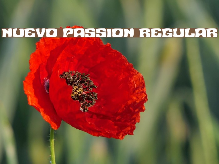 Nuevo Passion Regular Font examples